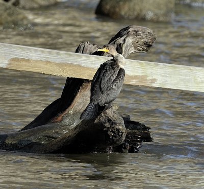 Double-creasted Cormorant (Drying off)