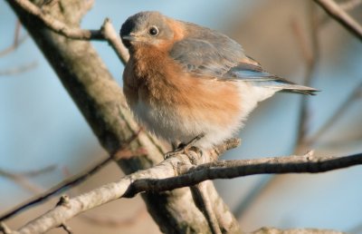 Eastern Bluebird (Immature)