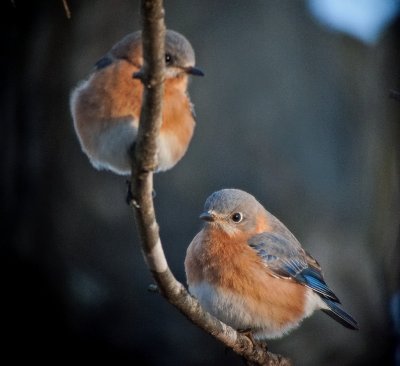 Eastern Bluebirds (Immature)