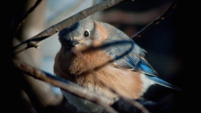 Eastern Bluebird (Immature)