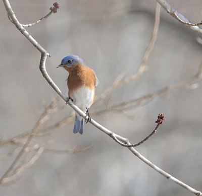 Bluebird-in-a-Maple-Tree