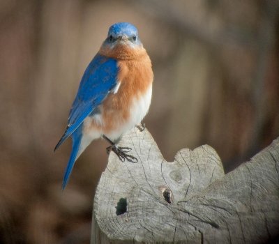 Eastern Bluebird (Male)