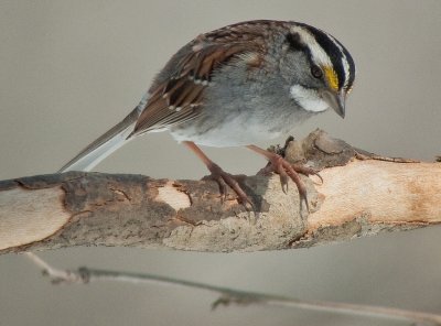 White-throated Sparrow (Male)