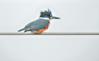 Belted Kingfisher (Female)