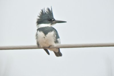 Belted Kingfisher (Male)