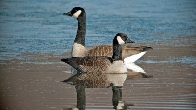 Pair of Canada Geese