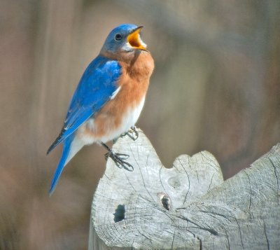 Singing for a Mate