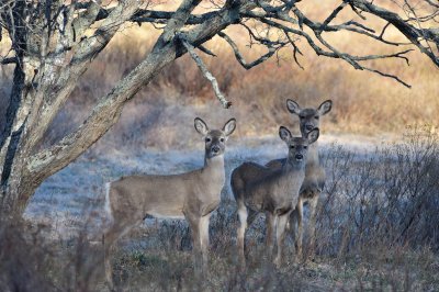 Whitetail Deer under Hawthorn Tree