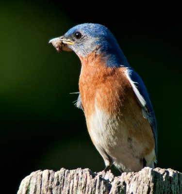 Eastern Bluebird (Male)