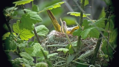 Yellow Warbler (Female on her nest)