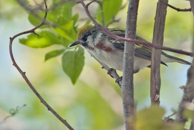 Chestnut-sided Warbler (Male)