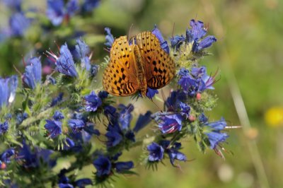 Great Spangled Fritillary Butterfly on Viper's Bugloss Wildflower