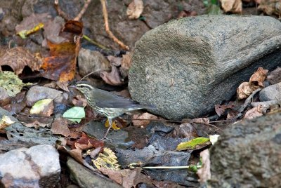 Northern Waterthrush Warbler