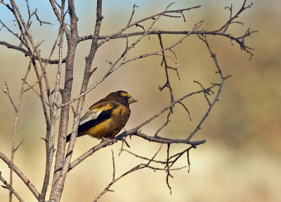 Evening Grosbeak (Male)