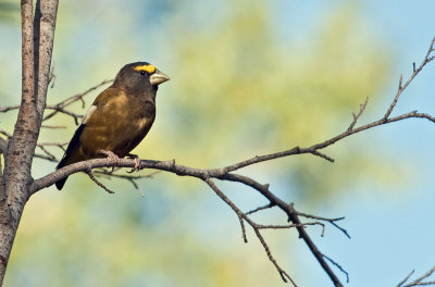 Evening Grosbeak (Male)