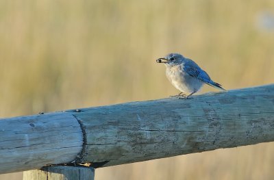 Mountain Bluebird (Immature)