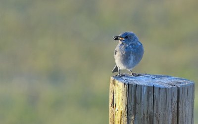 Mountain Bluebird (Immature)