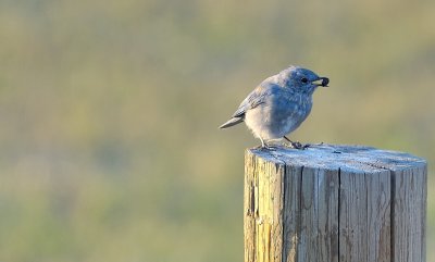 Mountain Bluebird (Immature)