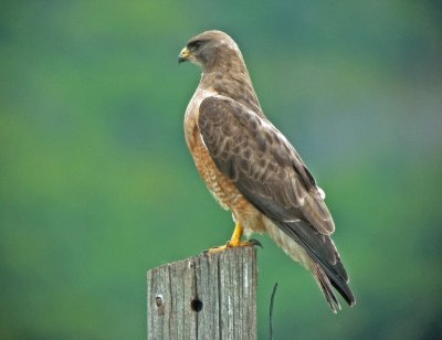 Swainson's Hawk (Mature)