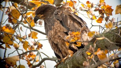 Eagles of Conowingo, Maryland