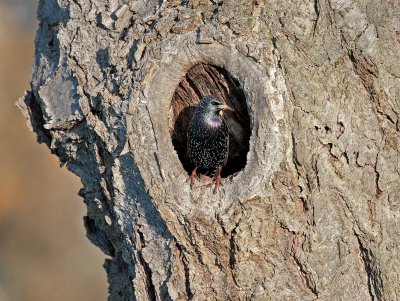 European Starling