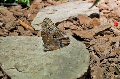 Blue Morpho Butterfly