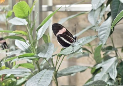 Melpomene Longwing Butterfly