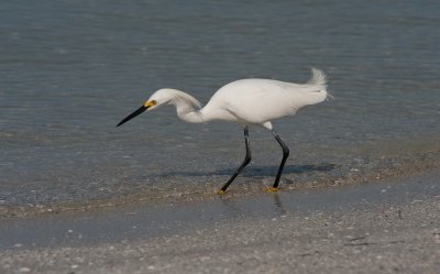 Snowy Egret