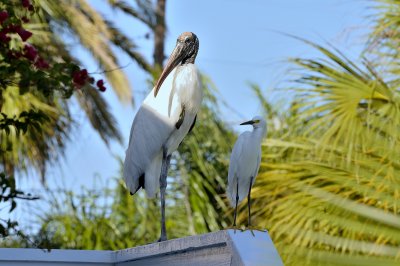 Wood Stork & Snowy Egret