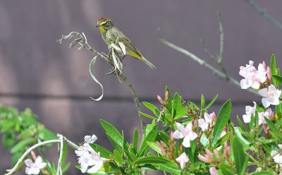 Palm Warbler