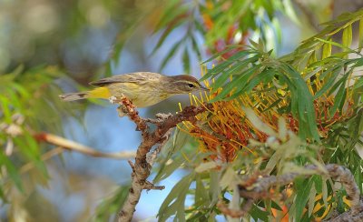 Palm Warbler