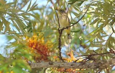 Palm Warbler