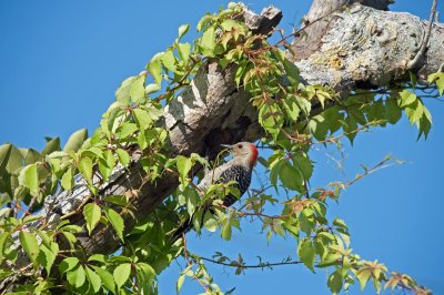 Red-bellied Woodpecker (Female)