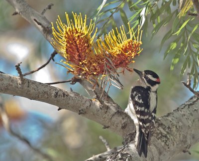 Downy Woodpecker (Male)