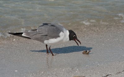 Franklin's Gull with Seahorse