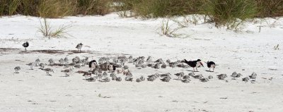 Plovers-on-the-Beach