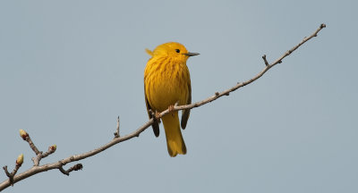 Yellow Warbler (Male)