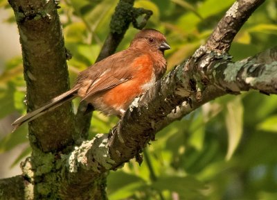 Eastern Towhee (Female)