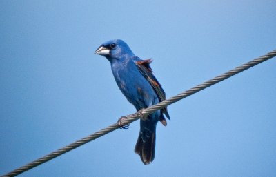 Balancing Act in Blue