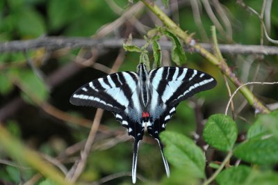 Zebra Swallowtail Butterfly