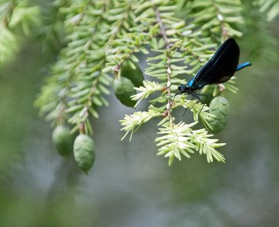 Ebony Jewelwing Damselfly (Male)