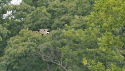 Male Osprey in Flight
