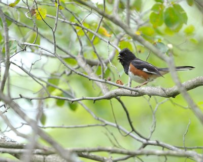 Eastern Towhee (Male)