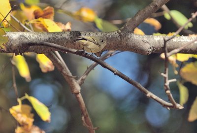 Ruby-crowned Kinglet