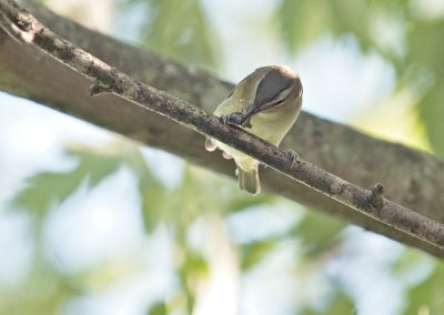 Red-eyed Vireo (with large bug)