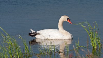 Mute Swan