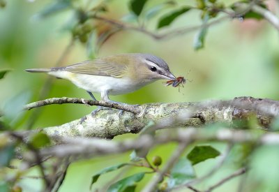 Red-eyed Vireo with bug