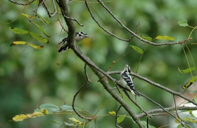 Two Male Downy Woodpeckers