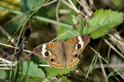 Common Buckeye