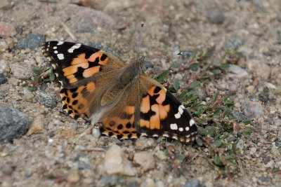 West Coast Lady Butterfly